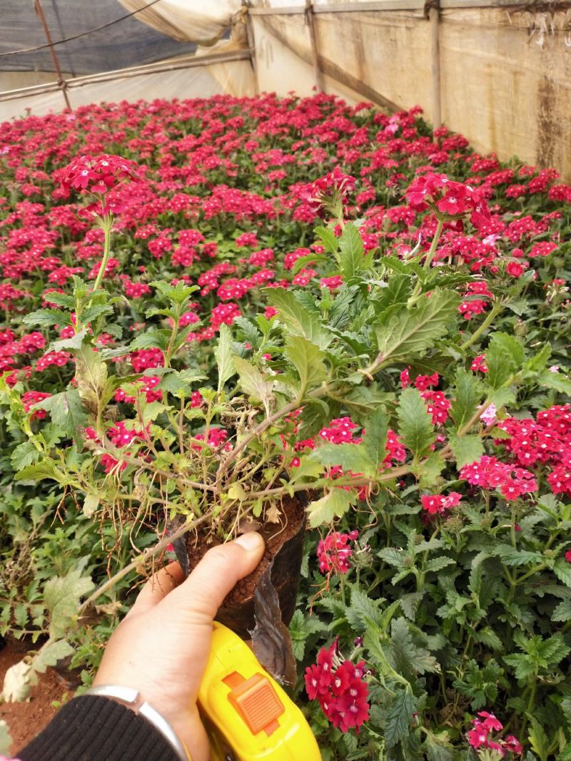 美女樱/网红美女樱/观花植物