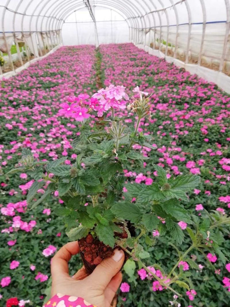 美女樱/网红美女樱/观花植物