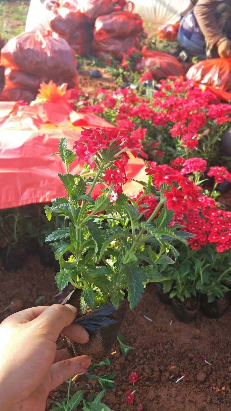 美女樱/网红美女樱/观花植物
