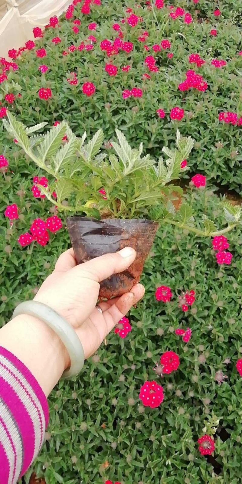 美女樱/网红美女樱/观花植物