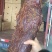大块肉，，猪肉，大刀肉，价格美丽，一手货源，又麻又