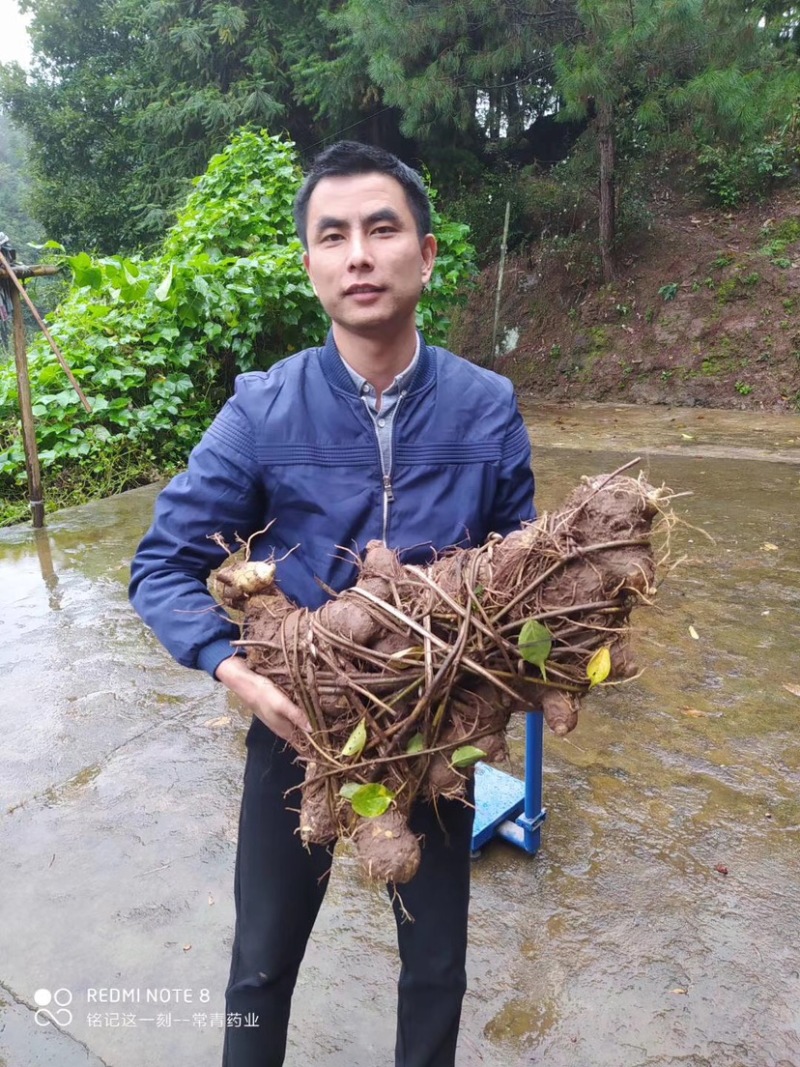 大山里的宝黄精香粑粑