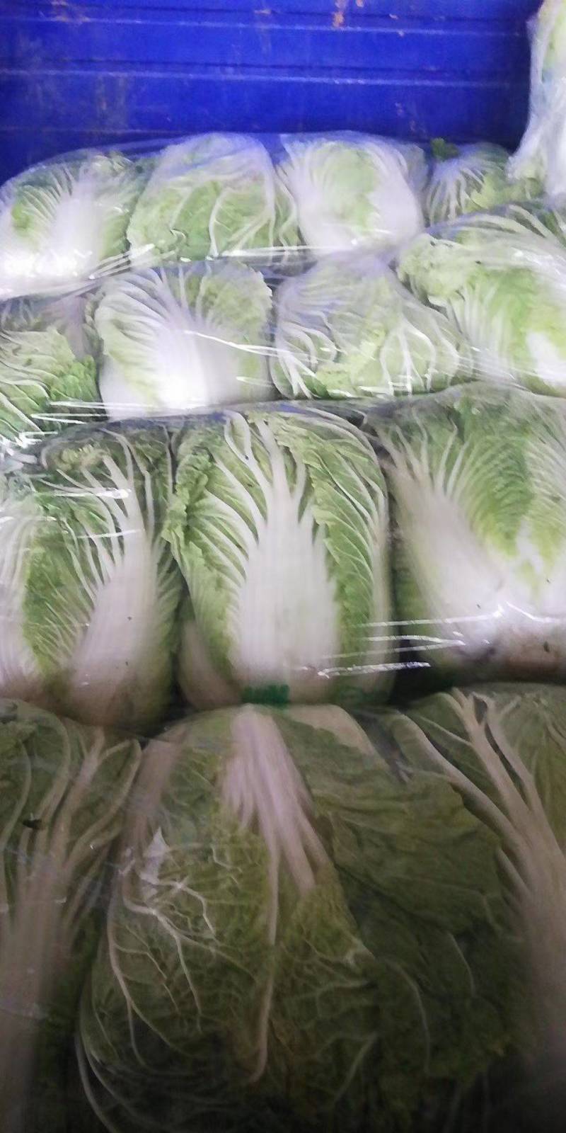 大白菜4斤净菜，基地直销，代发全国各大批发市场
