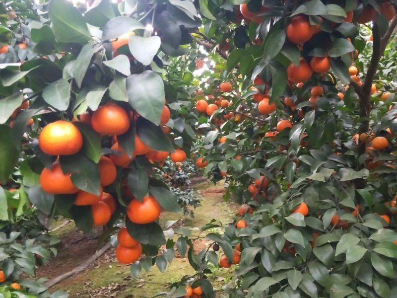 云南砂糖橘大量上市了喜欢的老板打电话
