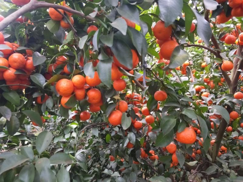 云南砂糖橘大量上市了喜欢的老板打电话