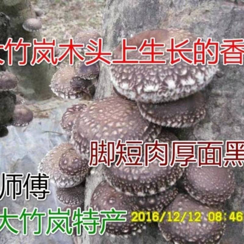 香菇菌种椴木中高温型原木木头栽培种植种子种苗食用菌菌种包