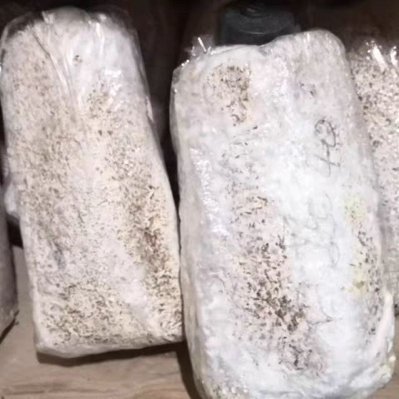 香菇菌种椴木中高温型原木木头栽培种植种子种苗食用菌菌种包