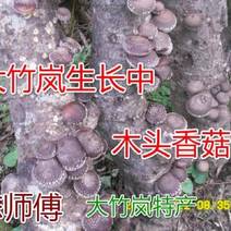 香菇菌种椴木中高温型原木木头栽培种植种子种苗食用菌菌种包