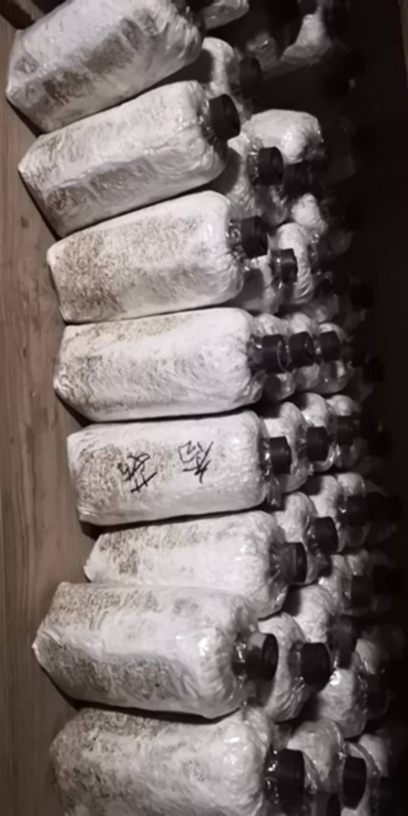 香菇菌种椴木中高温型原木木头栽培种植种子种苗食用菌菌种包