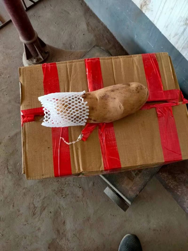 云暑黄心土豆精品有货欢迎订购