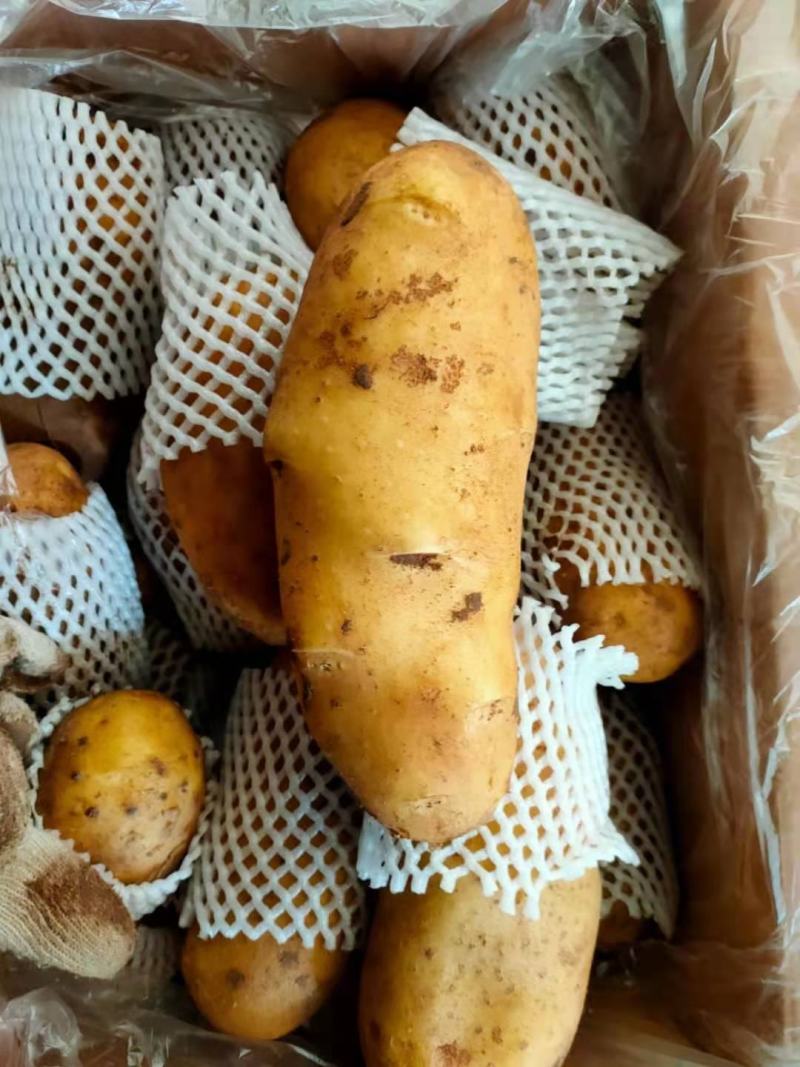 云暑黄心土豆精品有货欢迎订购