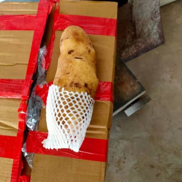 云暑黄心土豆精品有货欢迎订购