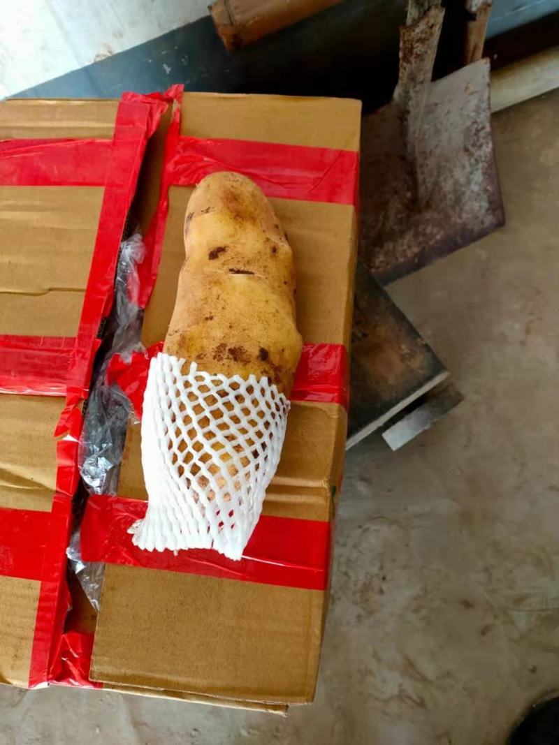 云暑黄心土豆精品有货欢迎订购