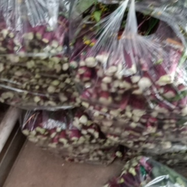 四川精品红油菜大量上市