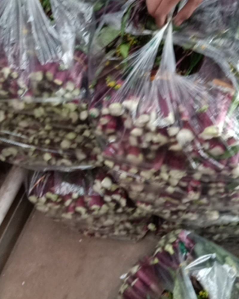 四川精品红油菜大量上市