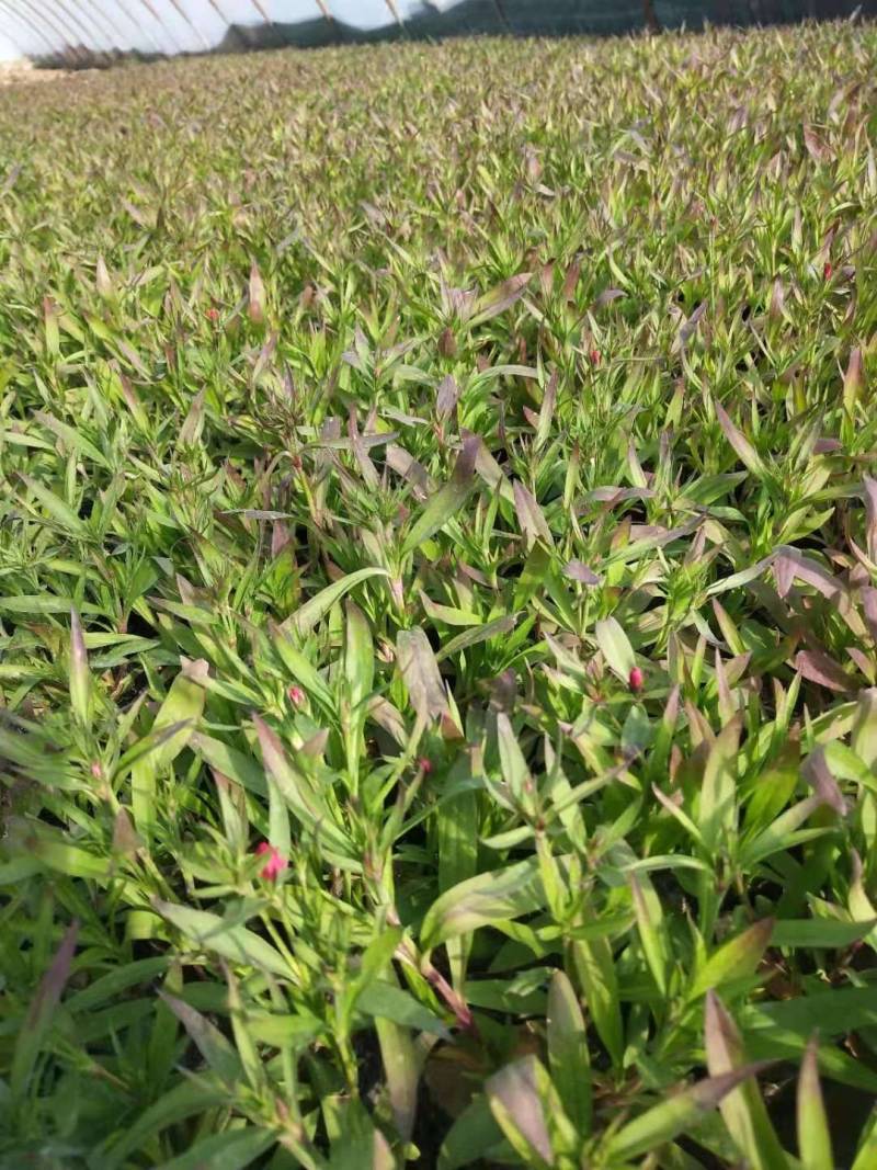 石竹盆花，郑州基地发货，颜色齐全，欢迎一亩田客户前来选购