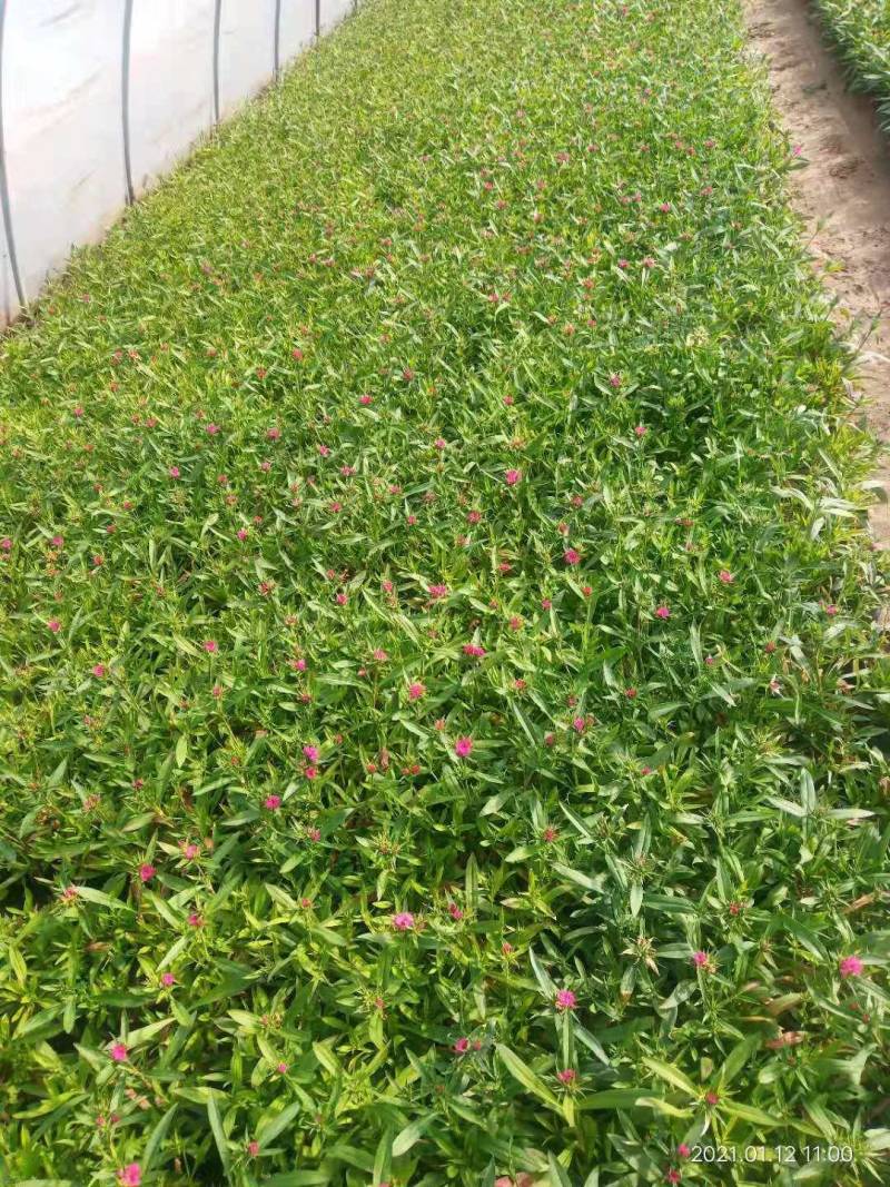石竹盆花，郑州基地发货，颜色齐全，欢迎一亩田客户前来选购