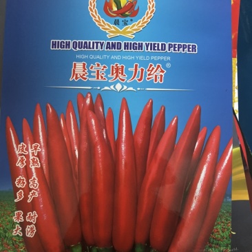 【金道种业】奥力给辣椒种子高抗病高产抗涝签合同包回