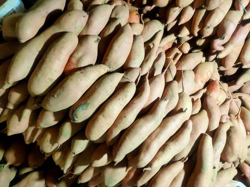 沙土地龙薯九精品三两以上二斤以下，商超，市场货