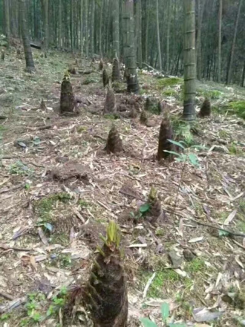 笋干精品笋干丝农户直发永安特产质量保证