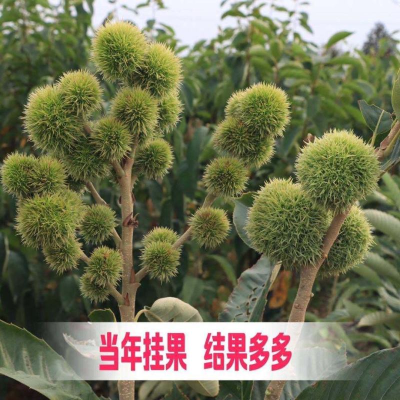 嫁接大红袍板栗苗珍珠油栗迁西板栗苗死苗补发包成活