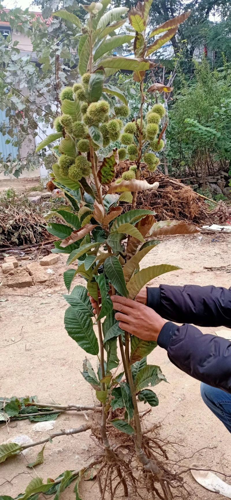 嫁接大红袍板栗苗珍珠油栗迁西板栗苗死苗补发包成活