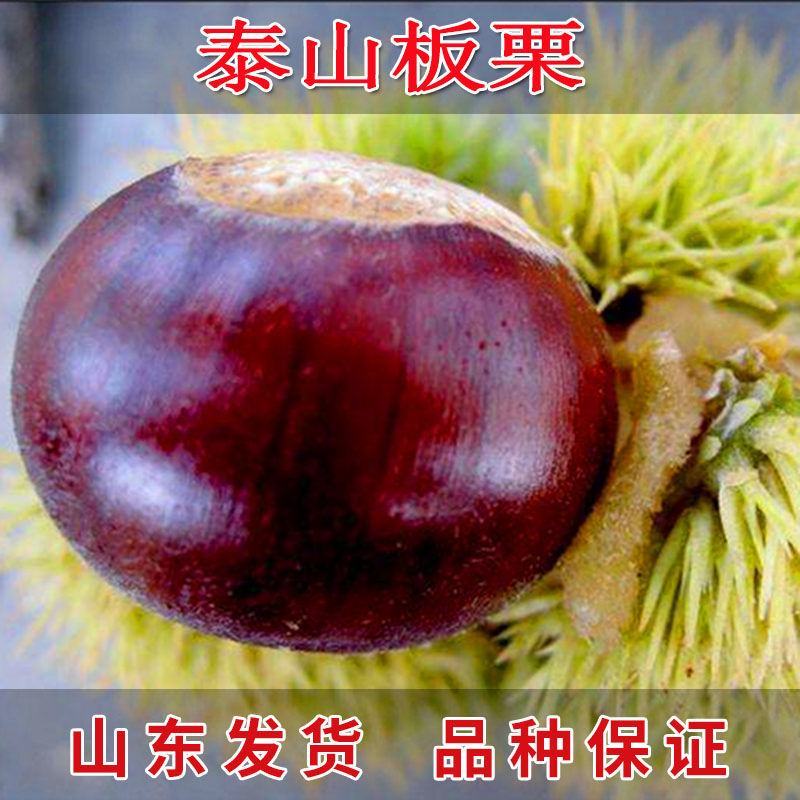 嫁接大红袍板栗苗珍珠油栗迁西板栗苗死苗补发包成活