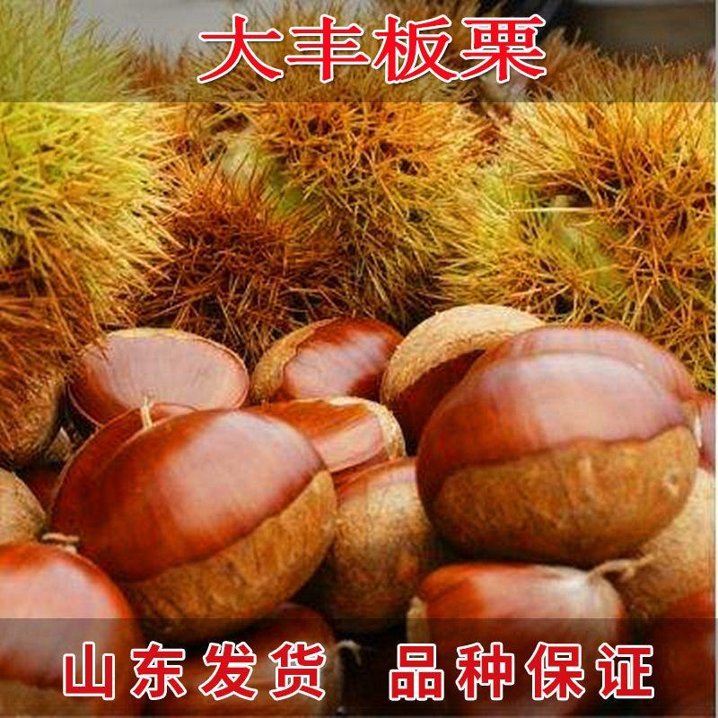 嫁接大红袍板栗苗珍珠油栗迁西板栗苗死苗补发包成活