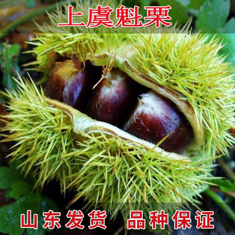 嫁接大红袍板栗苗珍珠油栗迁西板栗苗死苗补发包成活