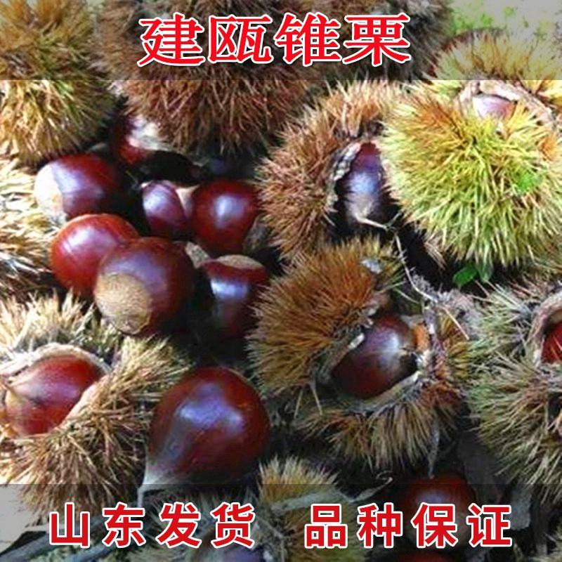 嫁接大红袍板栗苗珍珠油栗迁西板栗苗死苗补发包成活