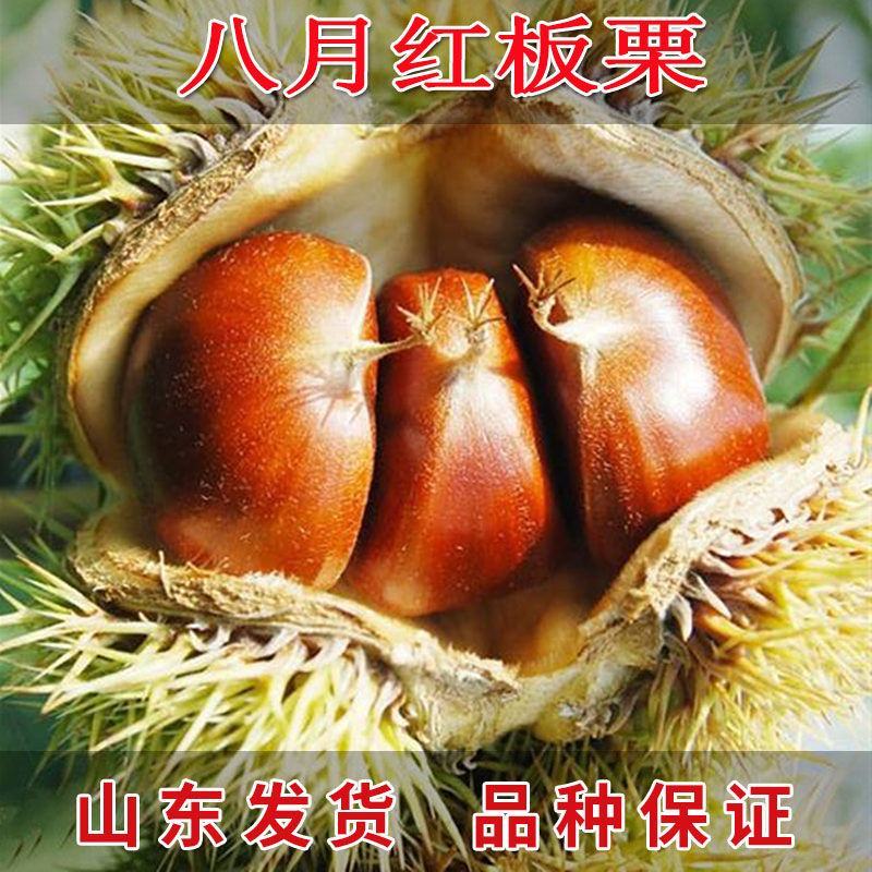 嫁接大红袍板栗苗珍珠油栗迁西板栗苗死苗补发包成活