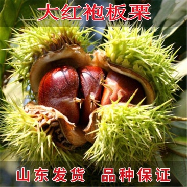 嫁接大红袍板栗苗珍珠油栗迁西板栗苗死苗补发包成活