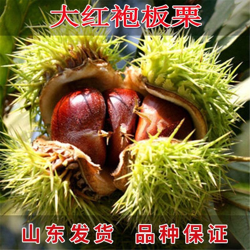 嫁接大红袍板栗苗珍珠油栗迁西板栗苗死苗补发包成活