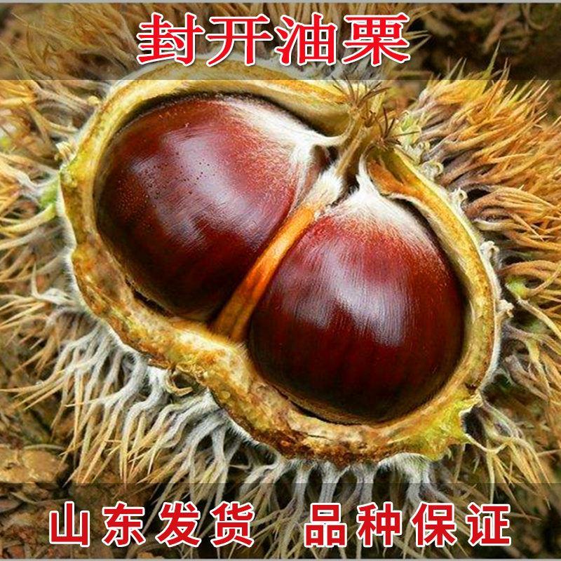 嫁接大红袍板栗苗珍珠油栗迁西板栗苗死苗补发包成活
