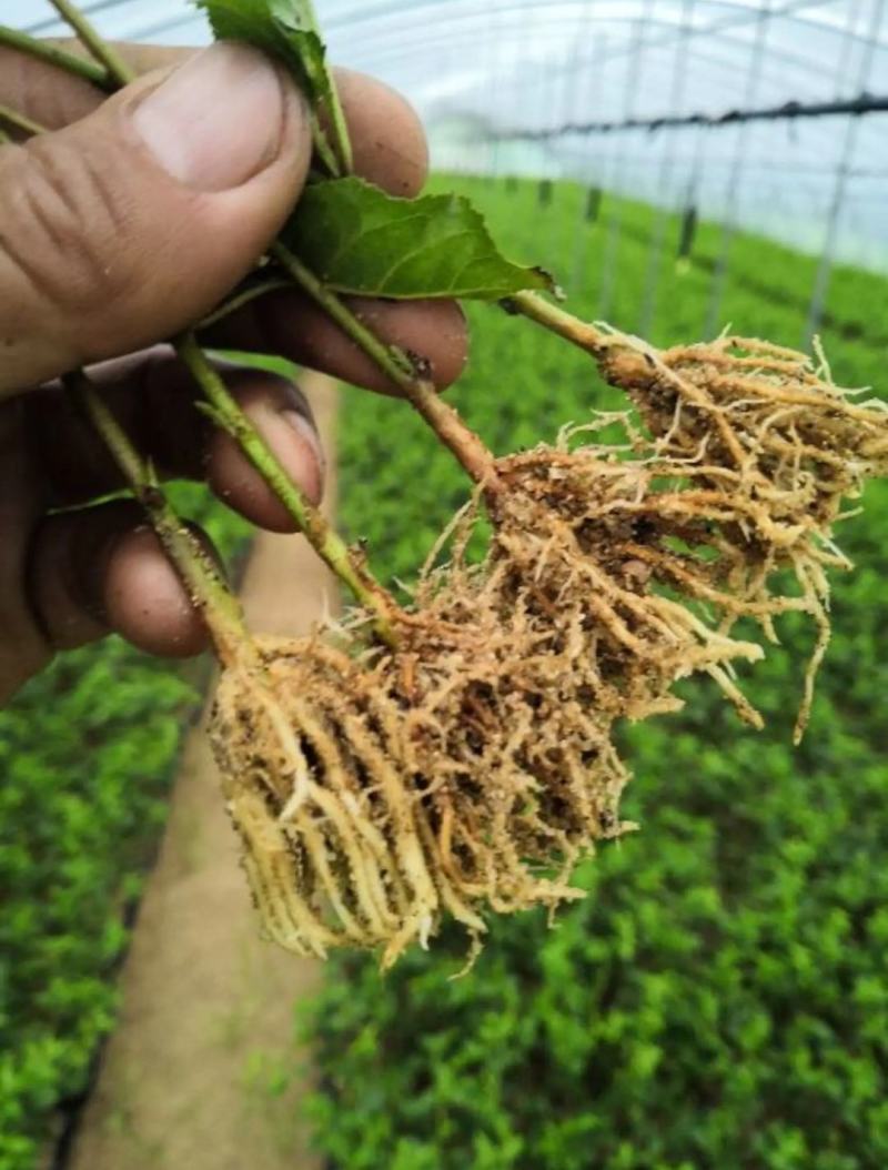 樱桃苗砧木吉塞拉6号12号樱桃苗砧木营养杯穴盘苗