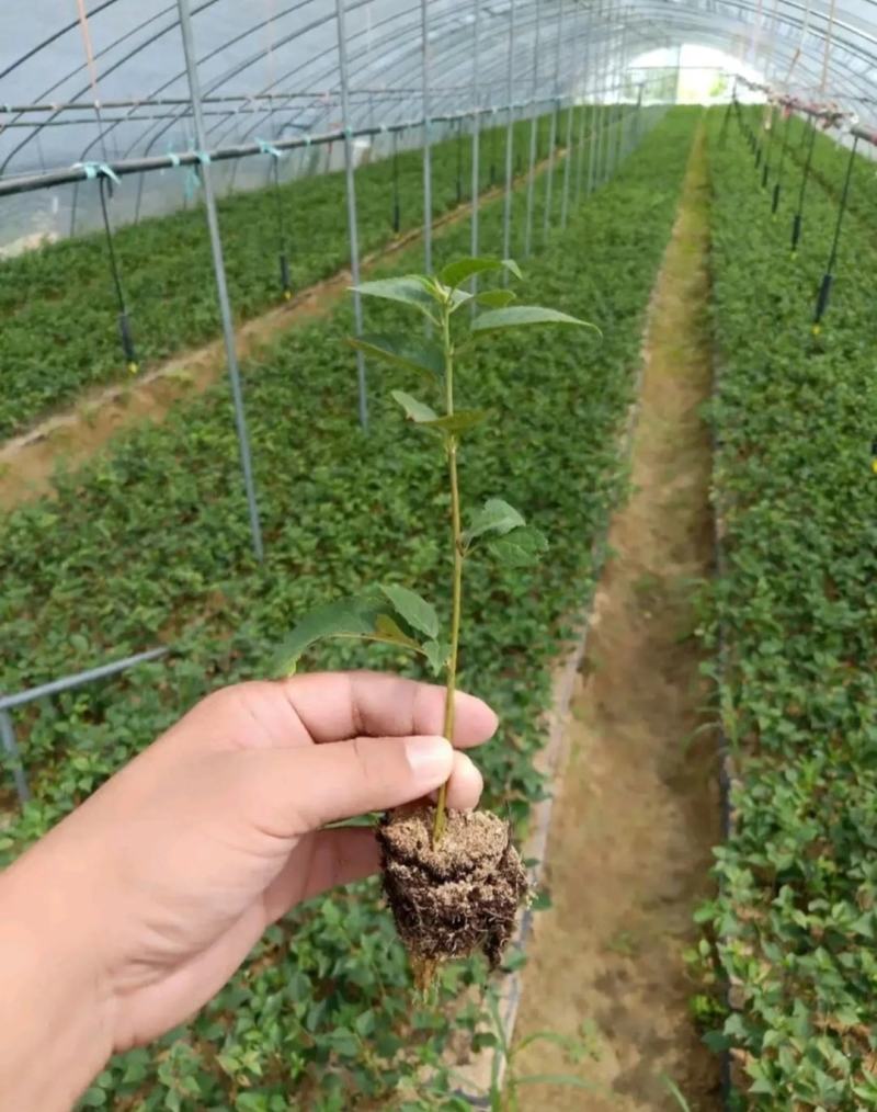 樱桃苗砧木吉塞拉6号12号樱桃苗砧木营养杯穴盘苗