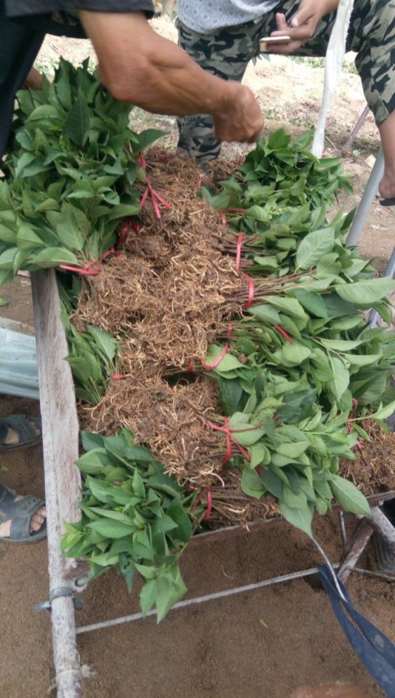 樱桃苗砧木吉塞拉6号12号樱桃苗砧木营养杯穴盘苗