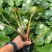 睡莲水生植物绿化苗木基地直发