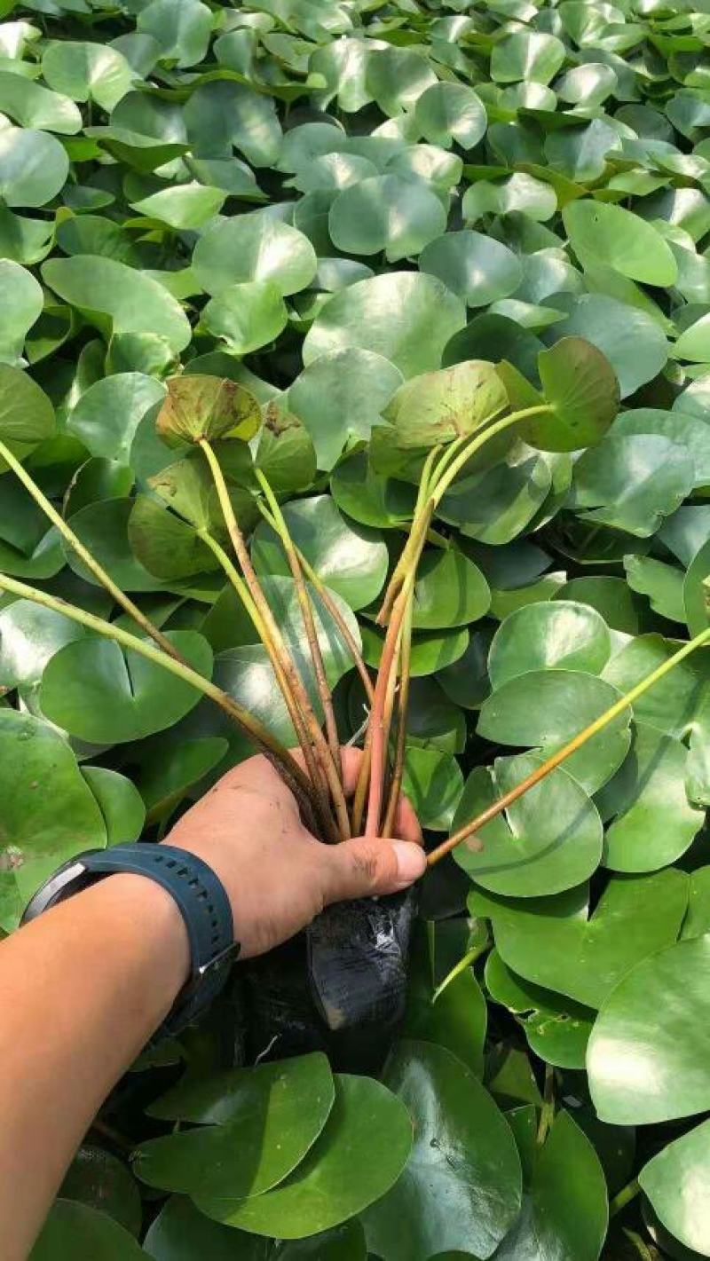 睡莲水生植物绿化苗木基地直发