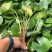 睡莲水生植物绿化苗木基地直发