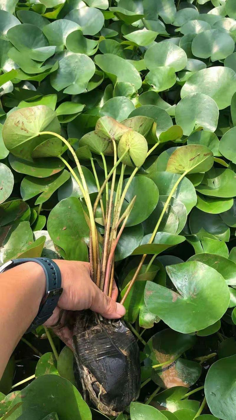 睡莲水生植物绿化苗木基地直发