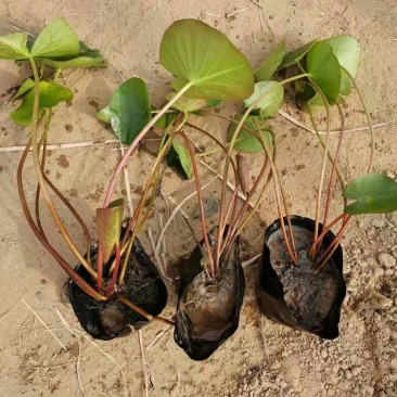 睡莲水生植物绿化苗木基地直发