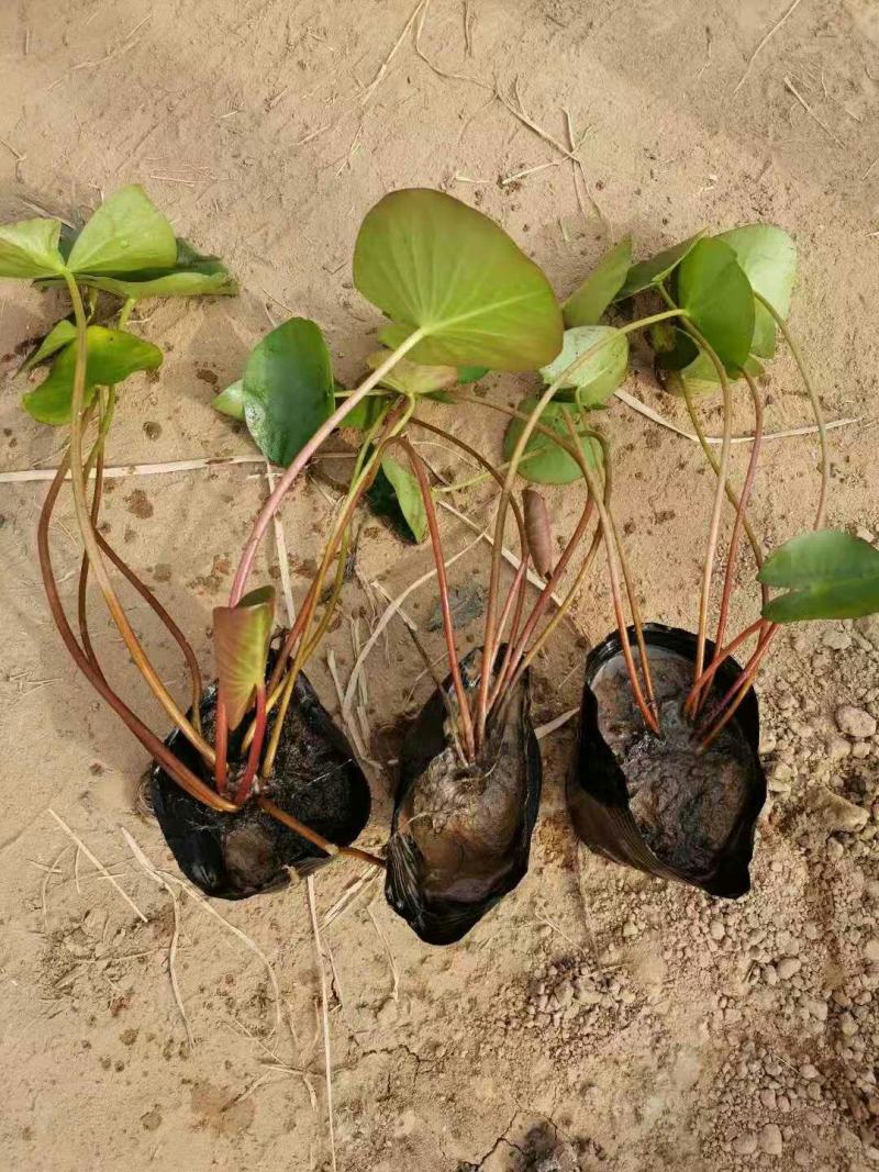 睡莲水生植物绿化苗木基地直发