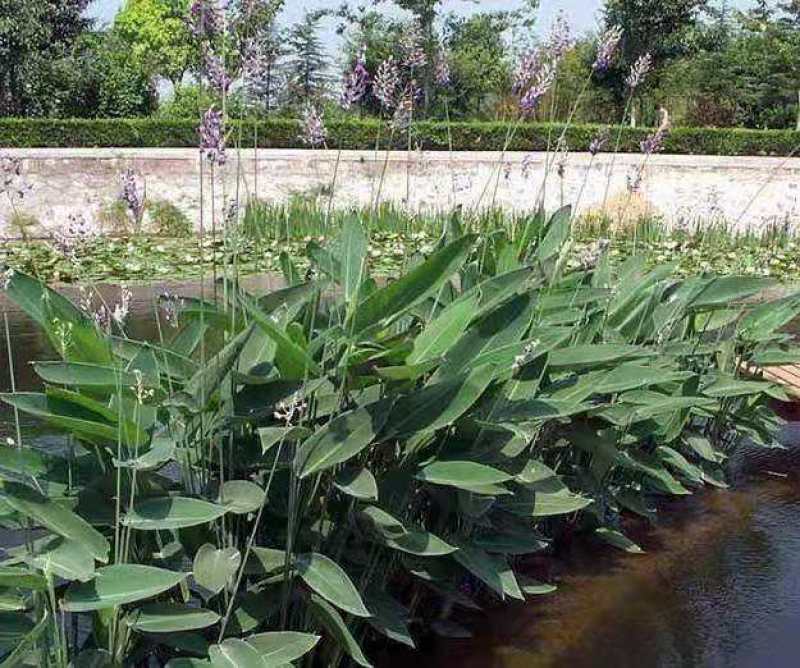 再力花水生植物绿化类植物基地直发