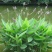 再力花水生植物绿化类植物基地直发
