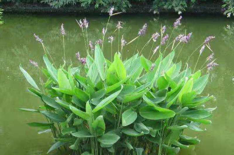 再力花水生植物绿化类植物基地直发