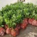 再力花水生植物绿化类植物基地直发