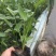 再力花水生植物绿化类植物基地直发