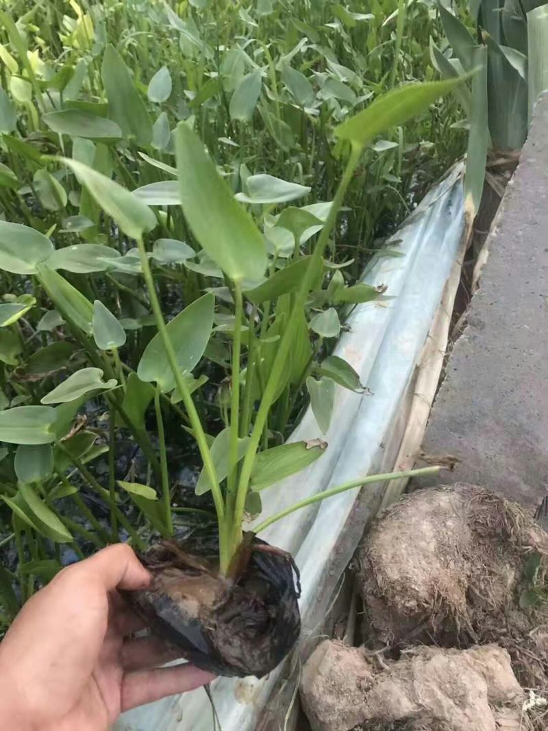 再力花水生植物绿化类植物基地直发