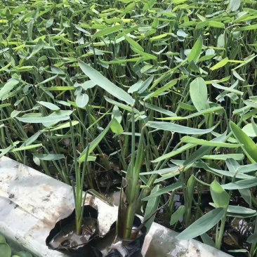 再力花水生植物绿化类植物基地直发